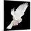A Free Flying White Dove Isolated On A Black Background-Irochka-Mounted Art Print