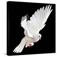 A Free Flying White Dove Isolated On A Black Background-Irochka-Stretched Canvas