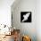 A Free Flying White Dove Isolated On A Black Background-Irochka-Stretched Canvas displayed on a wall