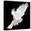 A Free Flying White Dove Isolated On A Black Background-Irochka-Stretched Canvas