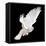 A Free Flying White Dove Isolated On A Black Background-Irochka-Framed Stretched Canvas