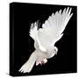 A Free Flying White Dove Isolated On A Black Background-Irochka-Stretched Canvas