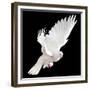 A Free Flying White Dove Isolated On A Black Background-Irochka-Framed Premium Giclee Print