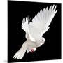 A Free Flying White Dove Isolated On A Black Background-Irochka-Mounted Premium Giclee Print