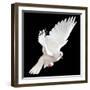 A Free Flying White Dove Isolated On A Black Background-Irochka-Framed Art Print