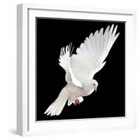 A Free Flying White Dove Isolated On A Black Background-Irochka-Framed Art Print