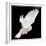 A Free Flying White Dove Isolated On A Black Background-Irochka-Framed Art Print