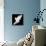 A Free Flying White Dove Isolated On A Black Background-Irochka-Stretched Canvas displayed on a wall