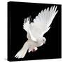 A Free Flying White Dove Isolated On A Black Background-Irochka-Stretched Canvas