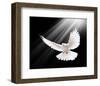 A Free Flying White Peace Dove-null-Framed Art Print