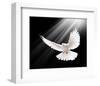 A Free Flying White Peace Dove-null-Framed Art Print