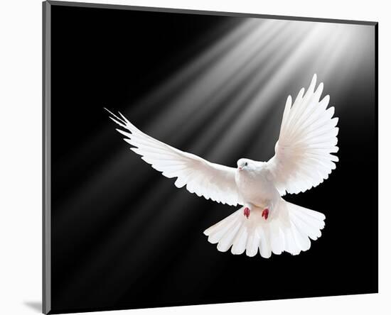 A Free Flying White Peace Dove-null-Mounted Art Print