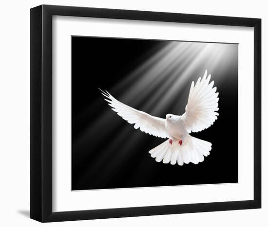 A Free Flying White Peace Dove-null-Framed Art Print