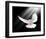 A Free Flying White Peace Dove-null-Framed Art Print