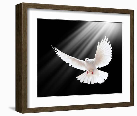 A Free Flying White Peace Dove-null-Framed Art Print