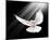 A Free Flying White Peace Dove-null-Mounted Art Print