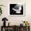A Free Flying White Peace Dove-null-Art Print displayed on a wall