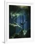 A Freediver in Taj Mahal Cenote in Mexico-null-Framed Photographic Print