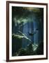 A Freediver in Taj Mahal Cenote in Mexico-null-Framed Photographic Print