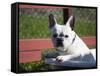 A French Bulldog Coming Out of an Old Bathtub Placed Outdoors, California, USA-Zandria Muench Beraldo-Framed Stretched Canvas