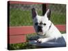 A French Bulldog Coming Out of an Old Bathtub Placed Outdoors, California, USA-Zandria Muench Beraldo-Stretched Canvas