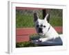 A French Bulldog Coming Out of an Old Bathtub Placed Outdoors, California, USA-Zandria Muench Beraldo-Framed Photographic Print