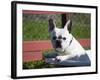 A French Bulldog Coming Out of an Old Bathtub Placed Outdoors, California, USA-Zandria Muench Beraldo-Framed Photographic Print
