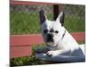 A French Bulldog Coming Out of an Old Bathtub Placed Outdoors, California, USA-Zandria Muench Beraldo-Mounted Photographic Print