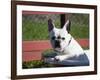 A French Bulldog Coming Out of an Old Bathtub Placed Outdoors, California, USA-Zandria Muench Beraldo-Framed Photographic Print