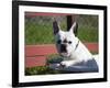 A French Bulldog Coming Out of an Old Bathtub Placed Outdoors, California, USA-Zandria Muench Beraldo-Framed Photographic Print