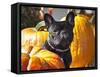 A French Bulldog Sitting Between a Row of Pumpkins-Zandria Muench Beraldo-Framed Stretched Canvas
