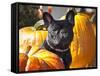 A French Bulldog Sitting Between a Row of Pumpkins-Zandria Muench Beraldo-Framed Stretched Canvas