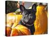 A French Bulldog Sitting Between a Row of Pumpkins-Zandria Muench Beraldo-Stretched Canvas