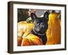A French Bulldog Sitting Between a Row of Pumpkins-Zandria Muench Beraldo-Framed Premium Photographic Print