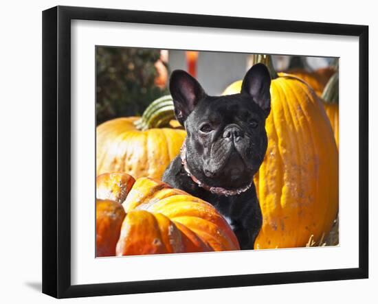 A French Bulldog Sitting Between a Row of Pumpkins-Zandria Muench Beraldo-Framed Premium Photographic Print