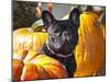 A French Bulldog Sitting Between a Row of Pumpkins-Zandria Muench Beraldo-Mounted Premium Photographic Print