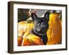 A French Bulldog Sitting Between a Row of Pumpkins-Zandria Muench Beraldo-Framed Photographic Print