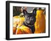 A French Bulldog Sitting Between a Row of Pumpkins-Zandria Muench Beraldo-Framed Photographic Print