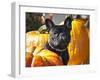 A French Bulldog Sitting Between a Row of Pumpkins-Zandria Muench Beraldo-Framed Photographic Print