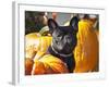 A French Bulldog Sitting Between a Row of Pumpkins-Zandria Muench Beraldo-Framed Photographic Print