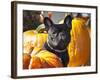 A French Bulldog Sitting Between a Row of Pumpkins-Zandria Muench Beraldo-Framed Photographic Print