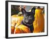 A French Bulldog Sitting Between a Row of Pumpkins-Zandria Muench Beraldo-Framed Photographic Print