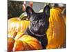 A French Bulldog Sitting Between a Row of Pumpkins-Zandria Muench Beraldo-Mounted Photographic Print