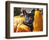 A French Bulldog Sitting Between a Row of Pumpkins-Zandria Muench Beraldo-Framed Photographic Print