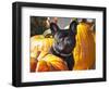 A French Bulldog Sitting Between a Row of Pumpkins-Zandria Muench Beraldo-Framed Photographic Print