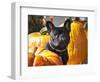 A French Bulldog Sitting Between a Row of Pumpkins-Zandria Muench Beraldo-Framed Photographic Print