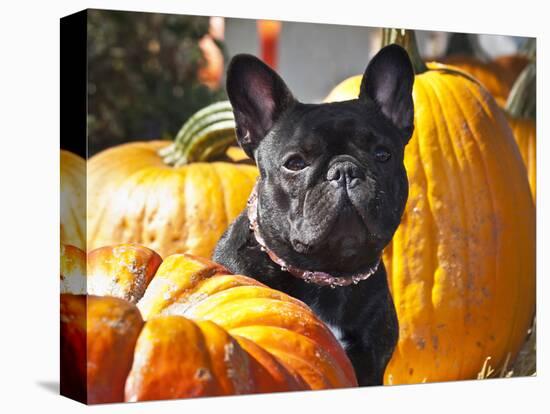 A French Bulldog Sitting Between a Row of Pumpkins-Zandria Muench Beraldo-Stretched Canvas