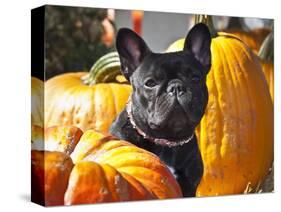 A French Bulldog Sitting Between a Row of Pumpkins-Zandria Muench Beraldo-Stretched Canvas