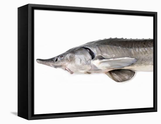 A Fresh Sturgeon-Ulrike Koeb-Framed Stretched Canvas