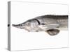 A Fresh Sturgeon-Ulrike Koeb-Stretched Canvas